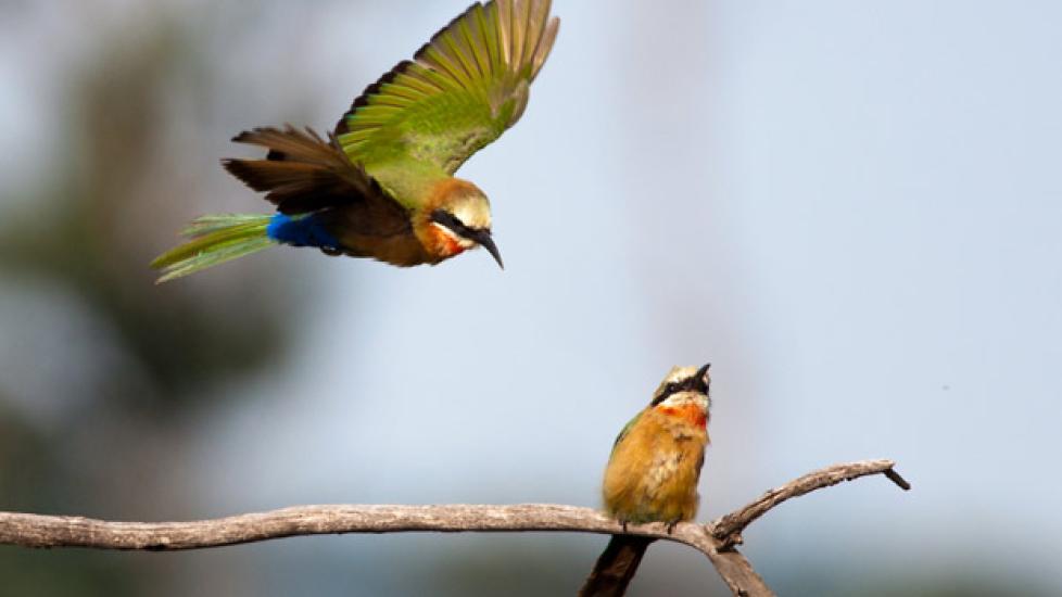 Roundworm Symptoms in Birds | PetMD