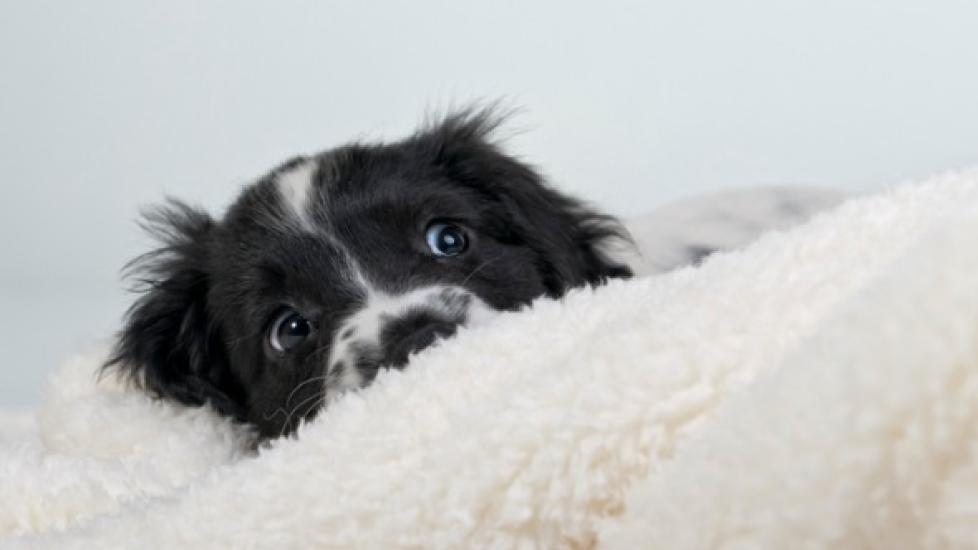 Can Dogs Have Panic Attacks?
