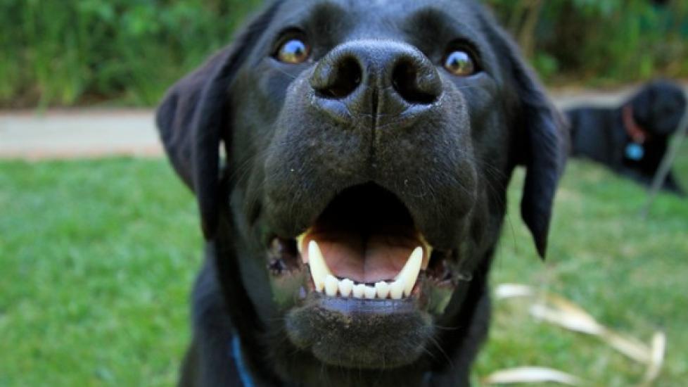 A Black Lab looks up and smiles.