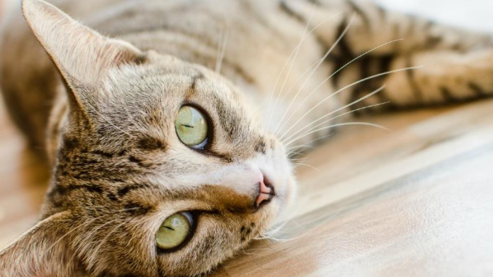 Black, Tarry Feces due to Presence of Blood in Cats