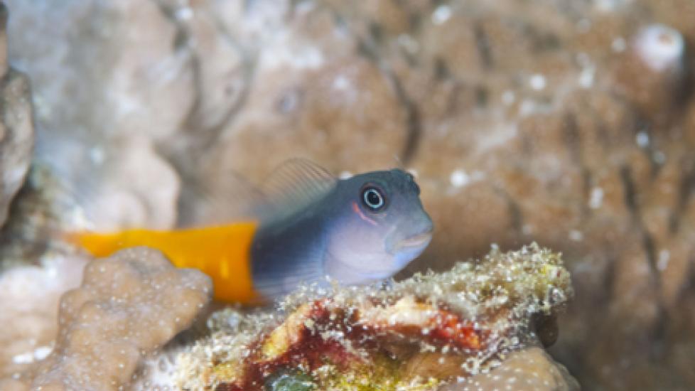 Choosing and Caring for a Blenny Fish