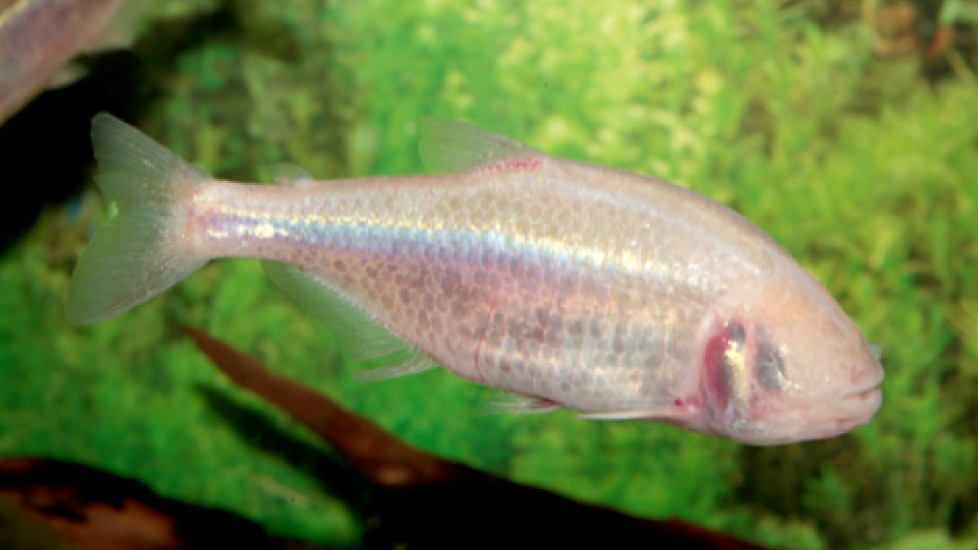 All About the Mexican Tetra – History of the Blind Cavefish