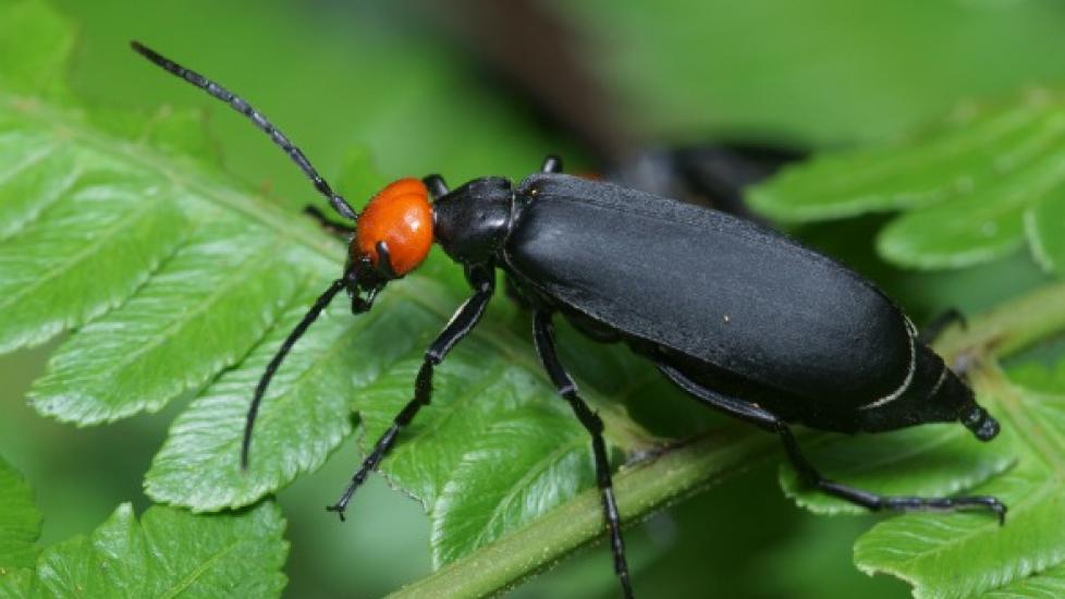 Blister Beetle Poisoning in Horses