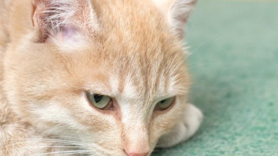 Blood Related Deficiencies in Cats
