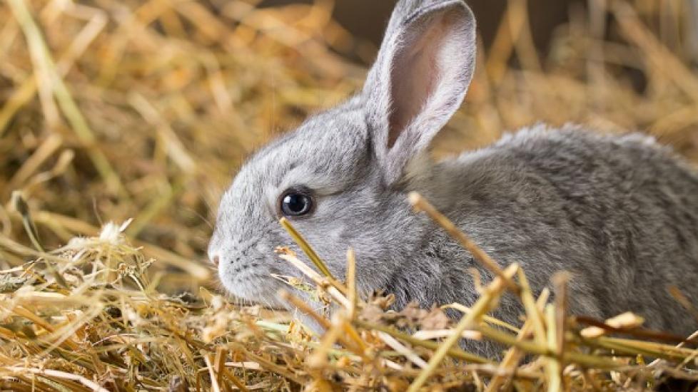 Blood in the Urine in Rabbits | PetMD