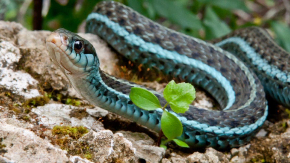 garter snake eating mouse