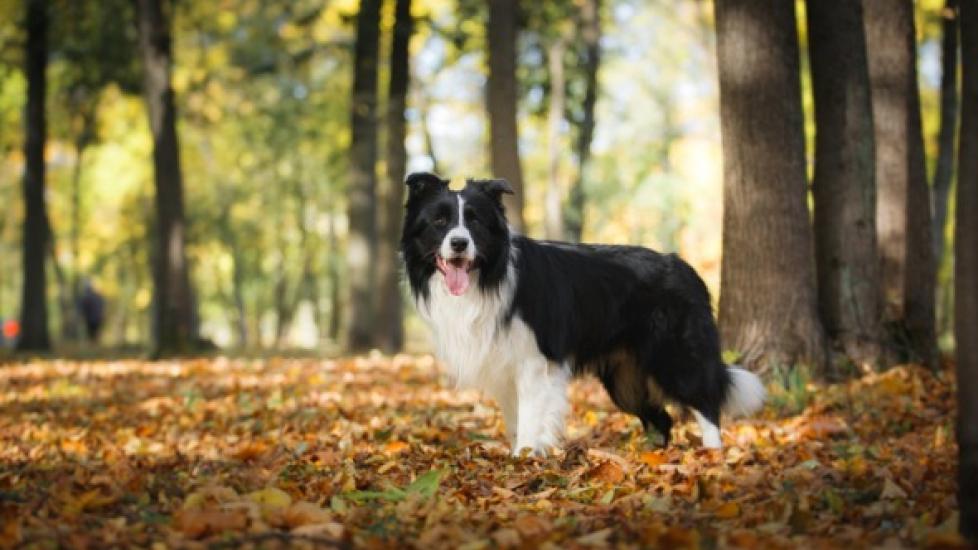 does amoxicillin treat lyme disease in dogs