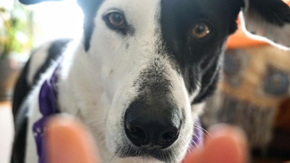 Clingy Dog Behavior (Velcro Dogs) PetMD