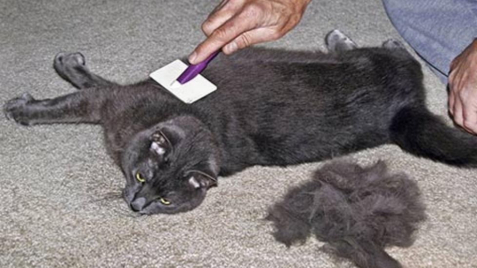 Minimizing Dust-Bunnies: 9 Ways to Prevent Your Home from Becoming a Furball Haven