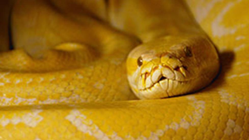 Burmese Python Python bivittatus PetMD