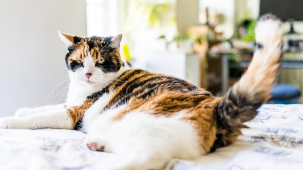 How to Read Your Cat's Tail Language