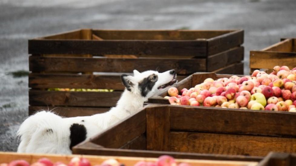 Can Dogs and Puppies Eat Apples? Are Apples Good for Dogs? PetMD