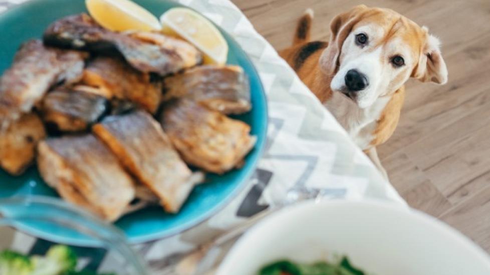 dog looking at plate on table full of fish