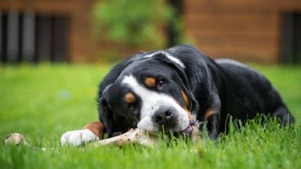 black and white dog in the grass chewing on a bone