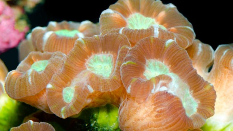 5 Hardy Corals for Your First Reef Tank