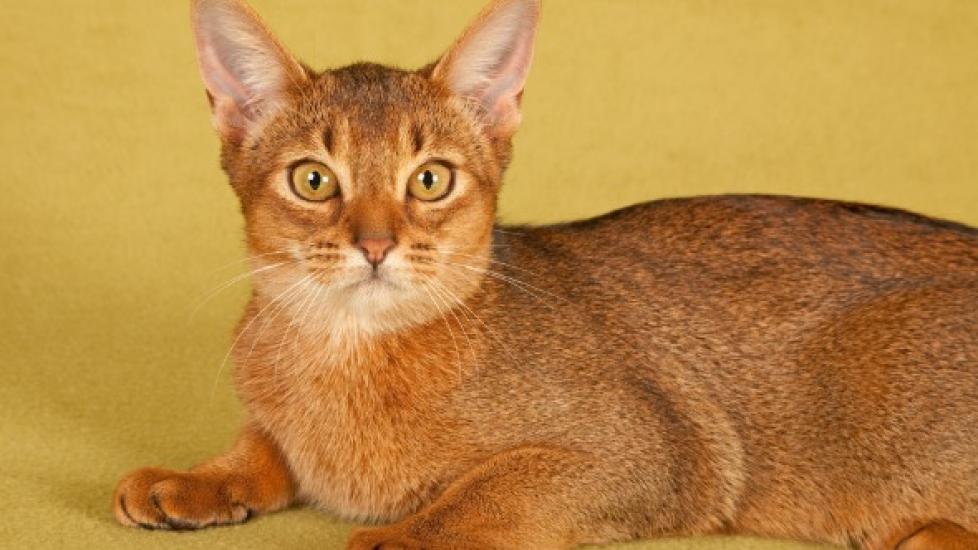 Carbon Monoxide Poisoning in Cats PetMD