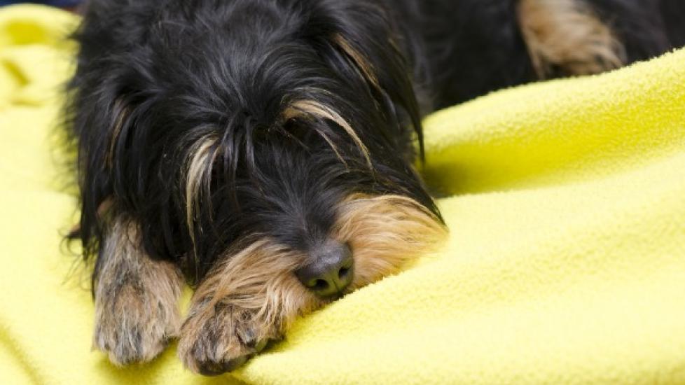 Carbon Monoxide Poisoning in Dogs