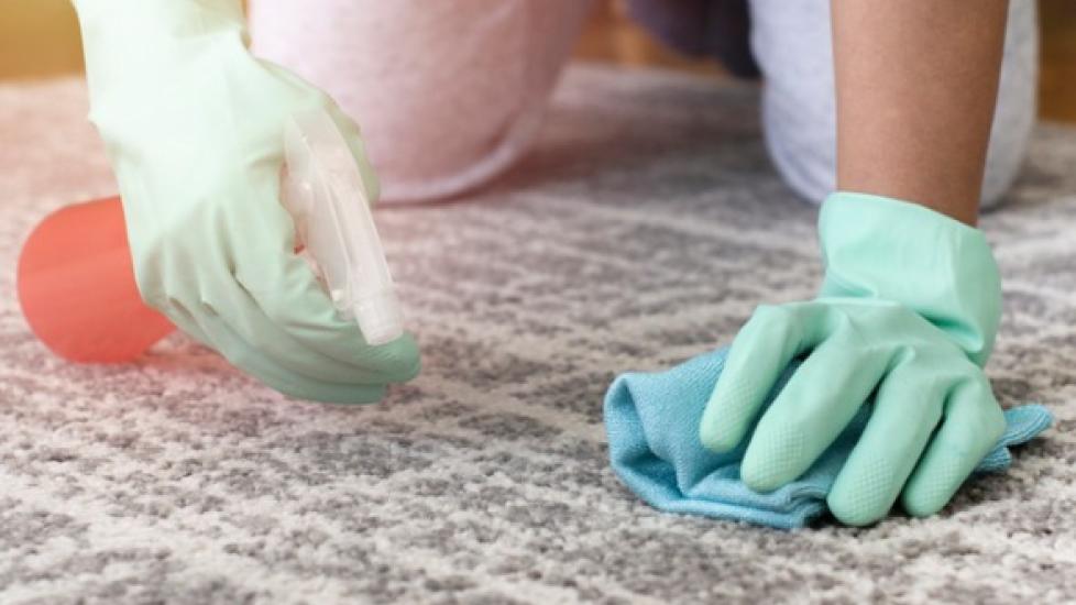 A pet parent cleans the carpet.