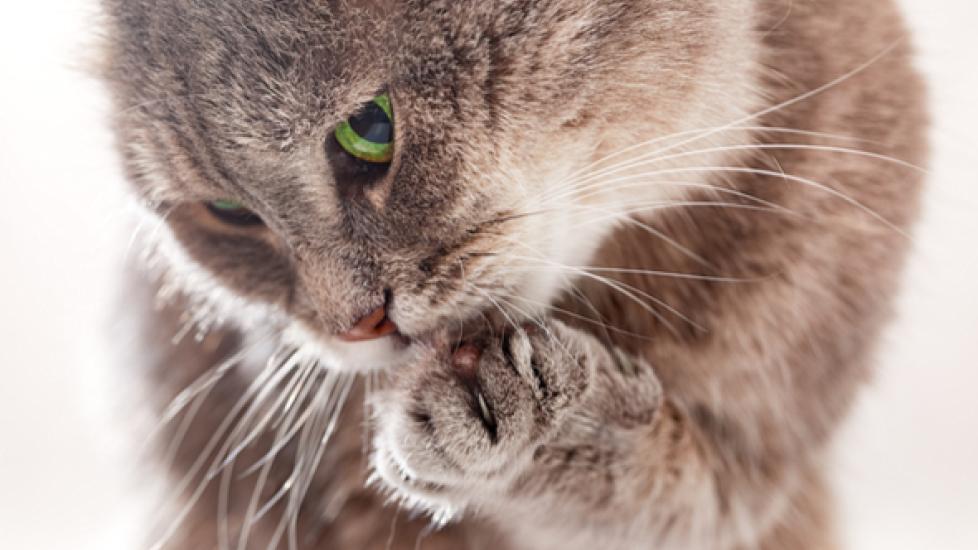 Skin Inflammation of the Paws in Cats