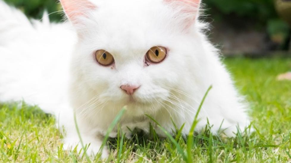 Degeneration of the Iris in the Eye in Cats