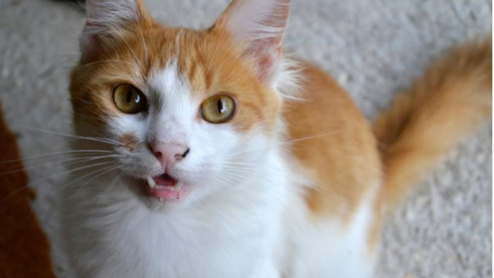 Mouth Cancer (Melanocytic) in Cats