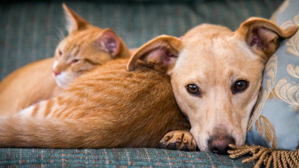 Dog and Cat Genetics: Everything You Need to Know