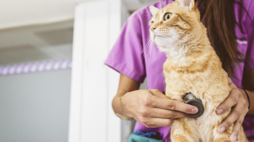 Cat Health: A Veterinarian’s Take on Take Your Cat to the Vet Day