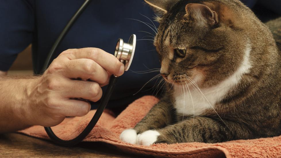 High Cholesterol in Cats