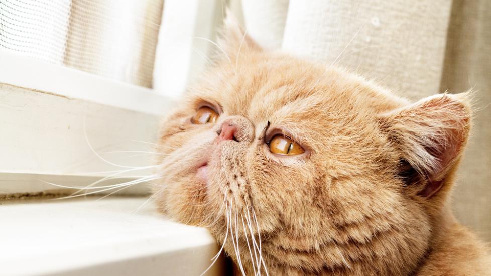 Bleeding of the Retina in the Eye in Cats