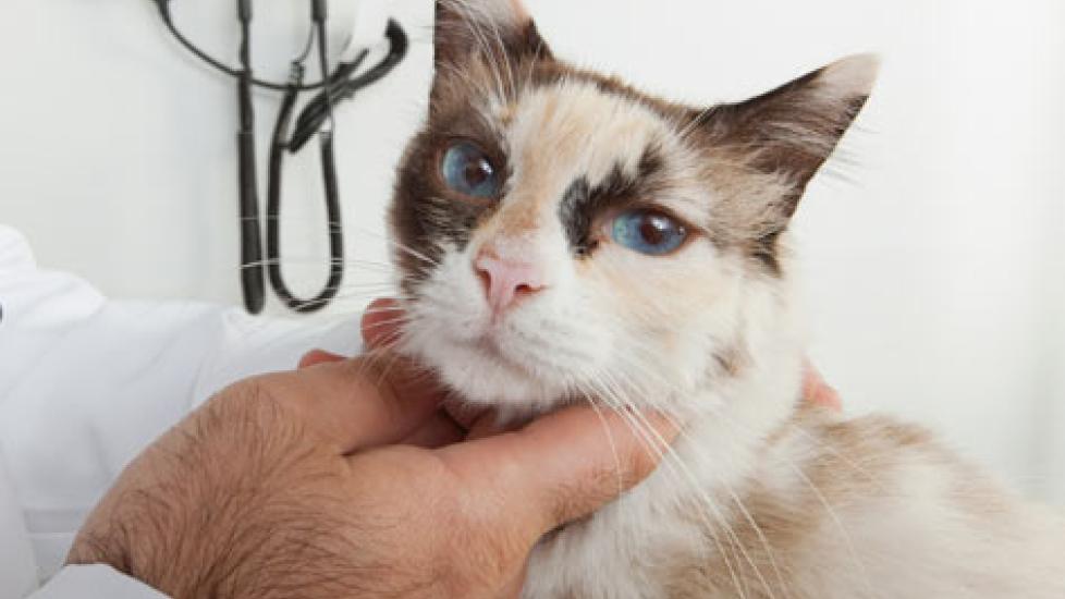 Tumor Related to Vaccinations in Cats