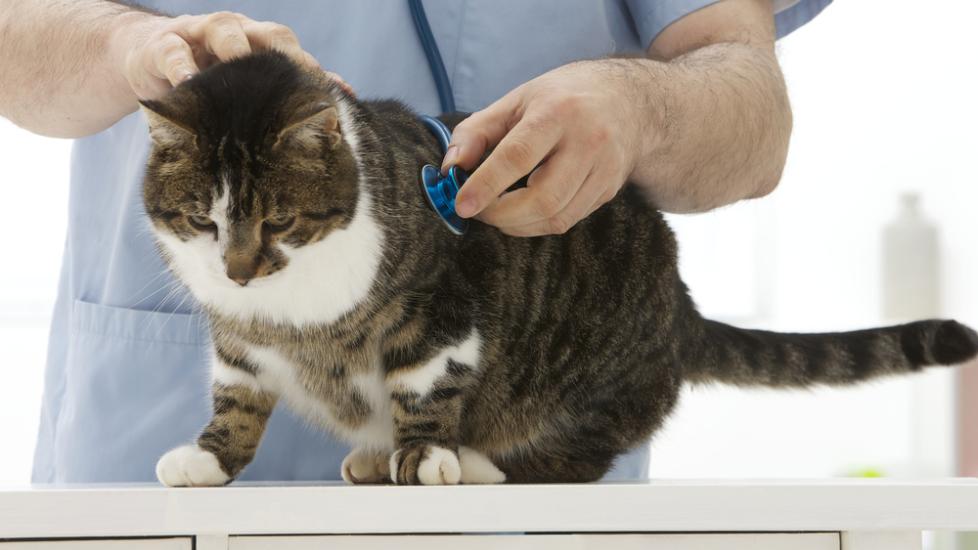 Particles in the Urine in Cats