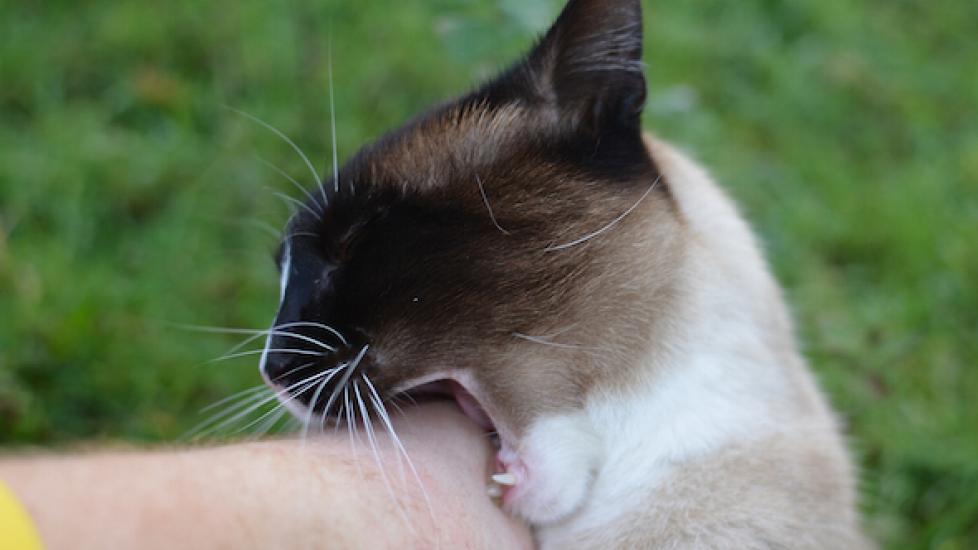 How to Stop a Cat From Biting