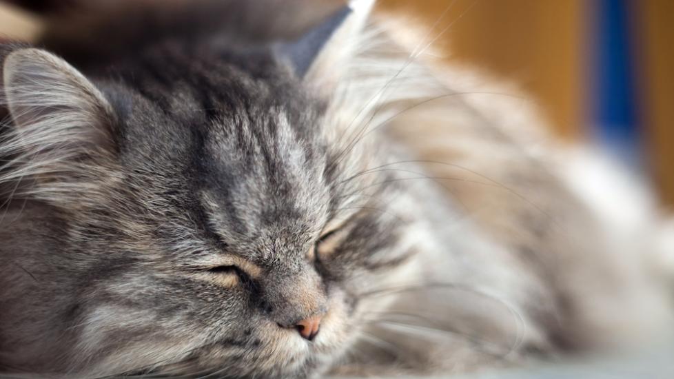 Brain Injury in Cats PetMD