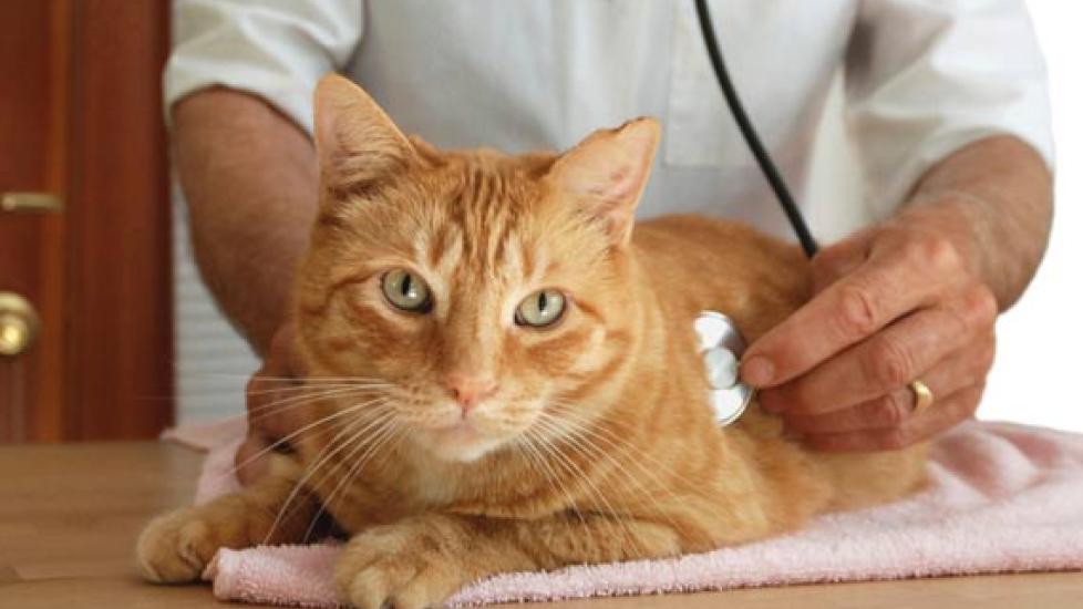 Treatment for Lung Cancer in Dogs Treatment for Lung Cancer in