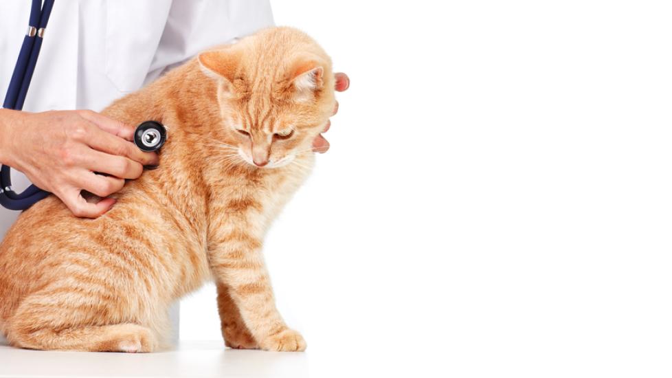 Paralysis-inducing Spinal Cord Disease in Cats
