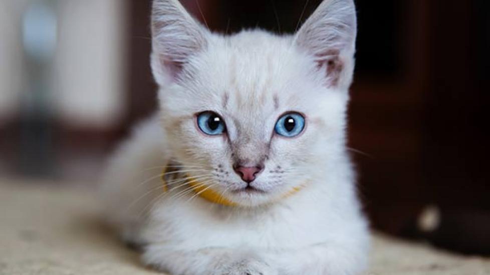 Declaw Pain Declawed Cats Near Me How To Control Your Cat's