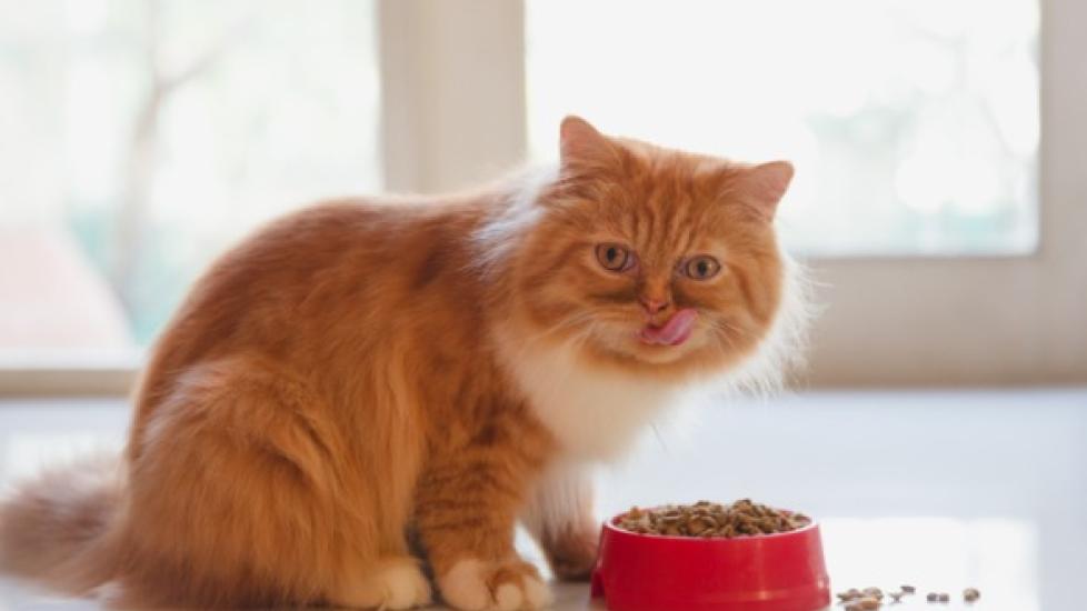 A cat sits by their food bowl.