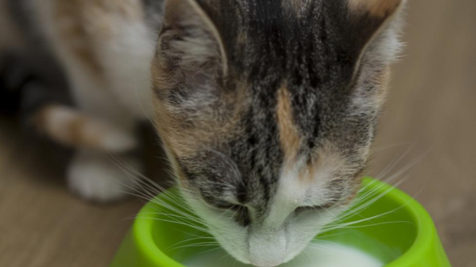 Is regular milk shop bad for cats