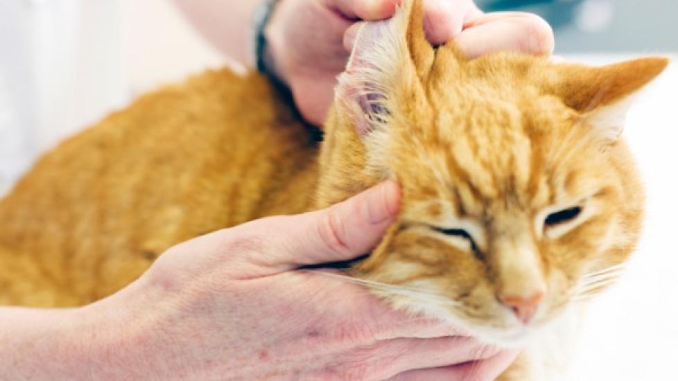 8 Steps for Treating Cat Ear Infections