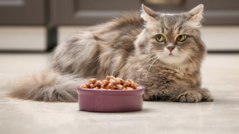 Is It Safe for Cats to Eat Dog Food? PetMD