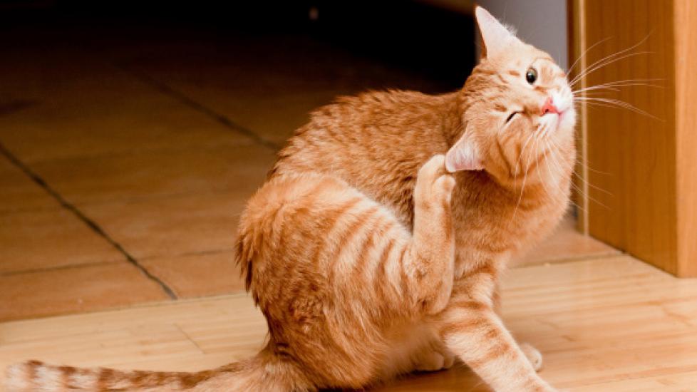 Safety Tips for Using Flea and Tick Treatment Products on Cats