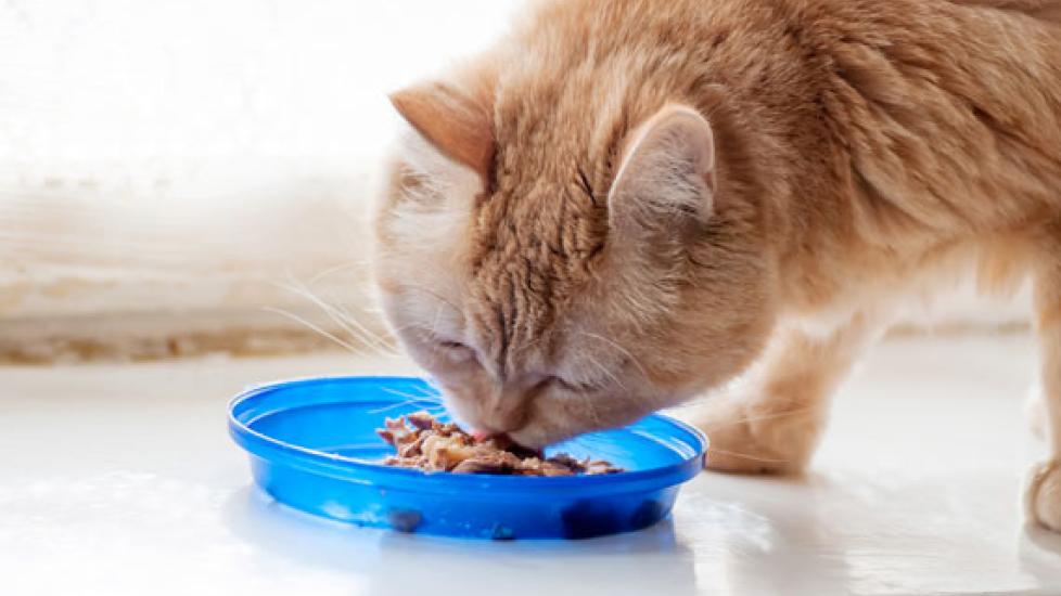 Feeding cats with kidney disease best sale