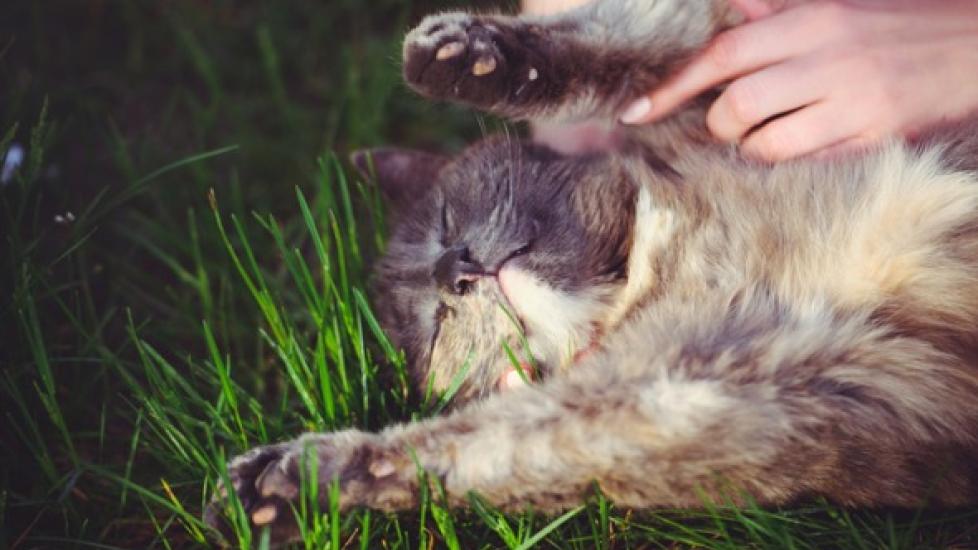 cat lying in grass