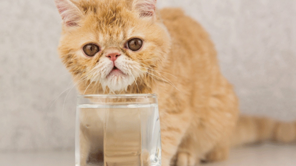 Cat Hiccups: What You Need to Know PetMD