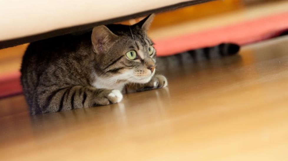 tabby cat hiding underneath a couch