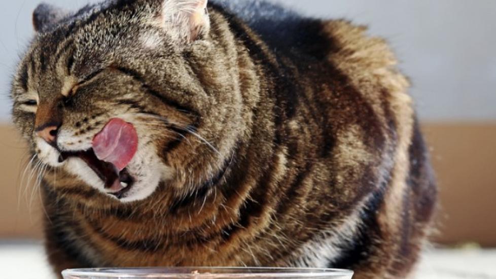brown tabby cat licking their lips over a glass bowl of wet food 