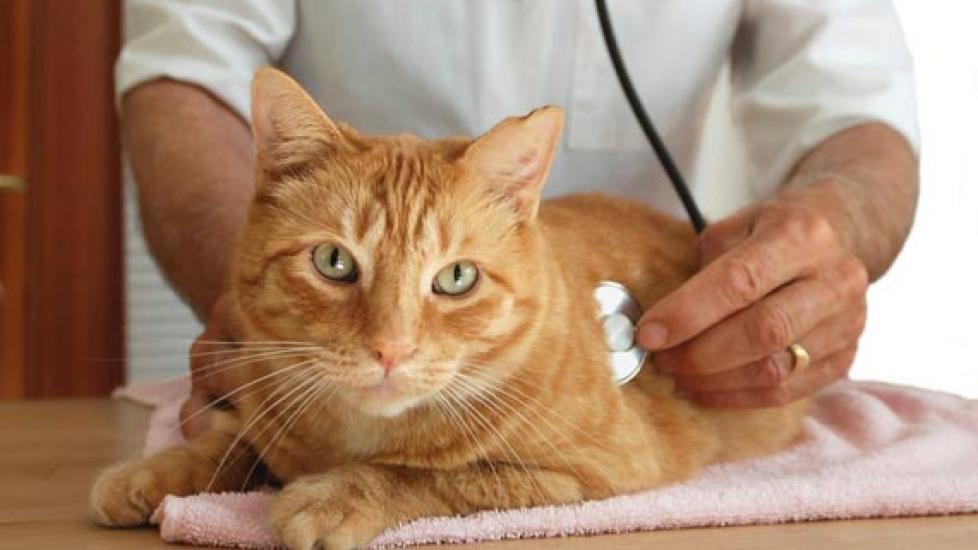 猫肾移植,收件人和捐赠者的健康很重要