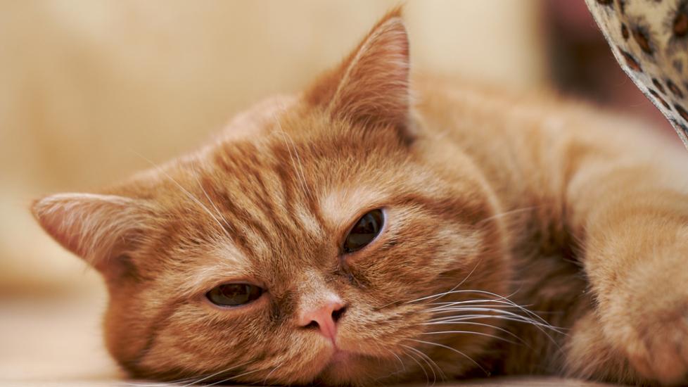 Fungal Infection (Aspergillosis) in Cats