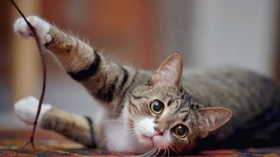 Is Declawing Cats Illegal?