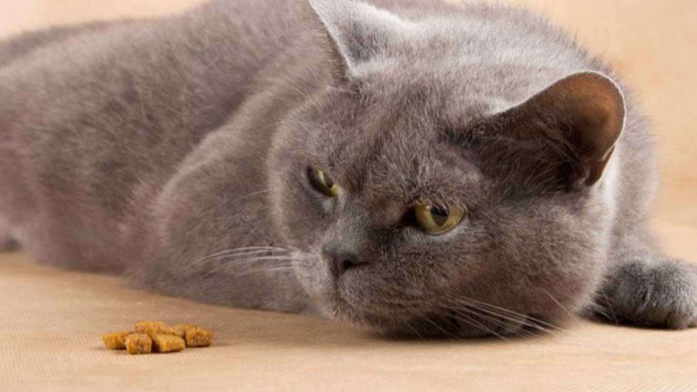 Why Your Cat Can’t Go Without Food